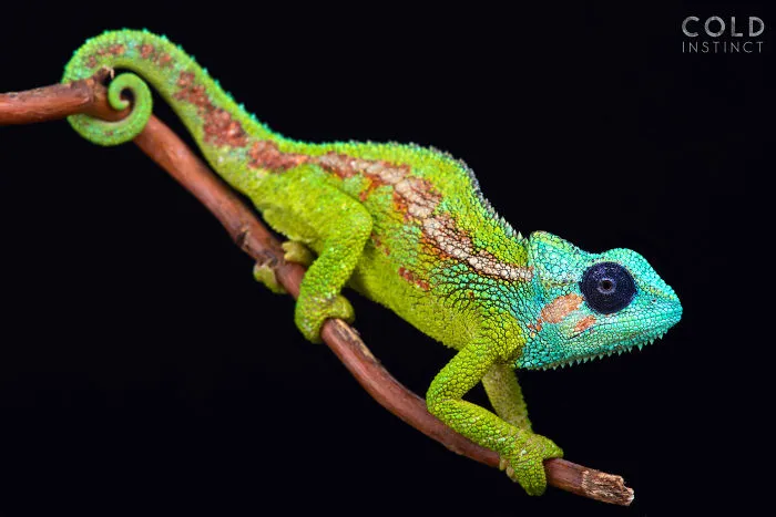 Mount Hanang Chameleon
