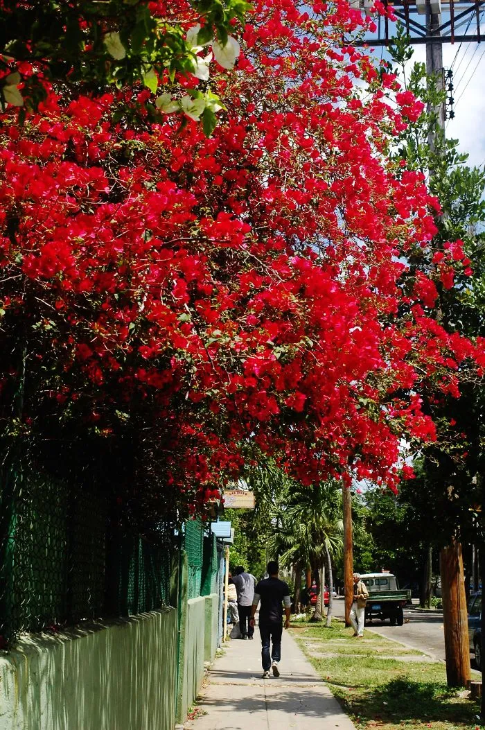 Central Havana