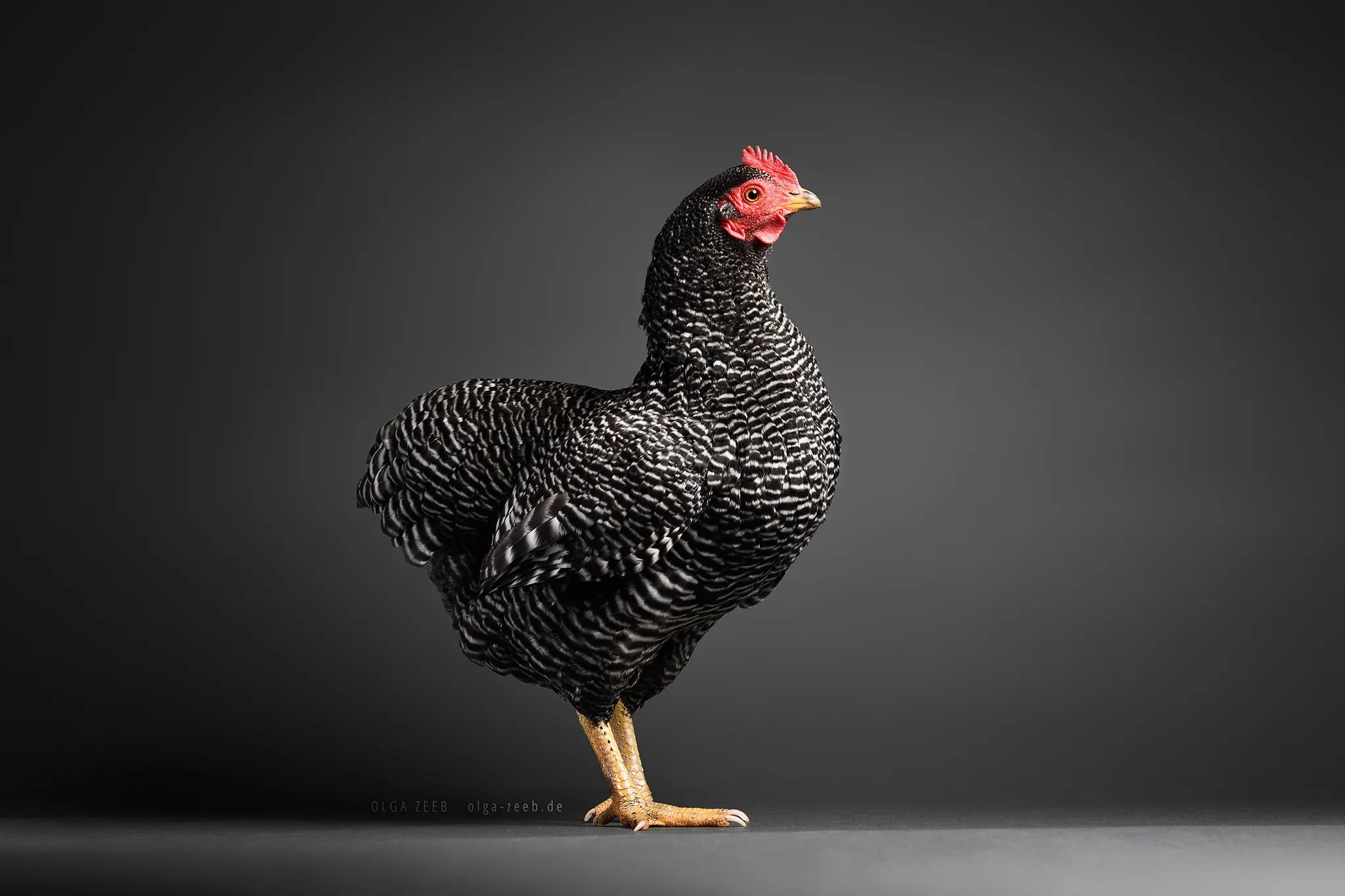 Meet My Chicken Friends! An Extraordinary Visit To The Studio.