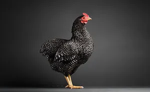 Meet My Chicken Friends! An Extraordinary Visit To The Studio.