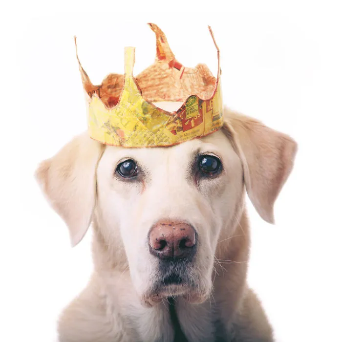 I Upcycle Paper Into Cute Hats For Dogs