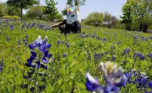 The Texas Bluebonnet Challenge Is Going Viral And Here Are The 30 Best Photos From Police Officers So Far