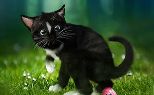 Cat Thinks He's The Easter Bunny And Lays An Egg!