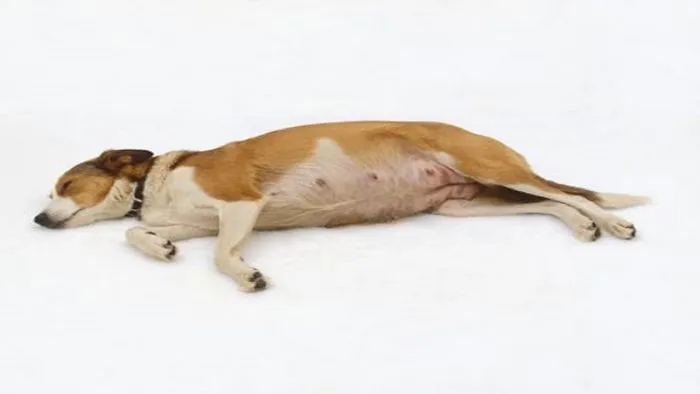 How Long Are Dogs Pregnant? What Can Dog Owners Expect Next?
