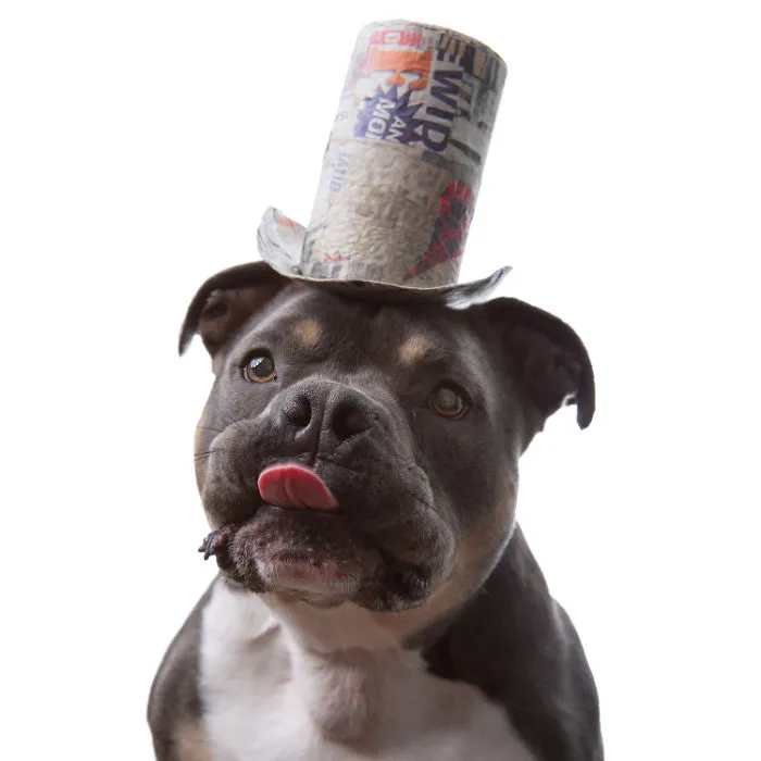 I Upcycle Paper Into Cute Hats For Dogs