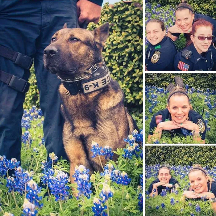 The Texas Bluebonnet Challenge Is Going Viral And Here Are The 30 Best Photos From Police Officers So Far