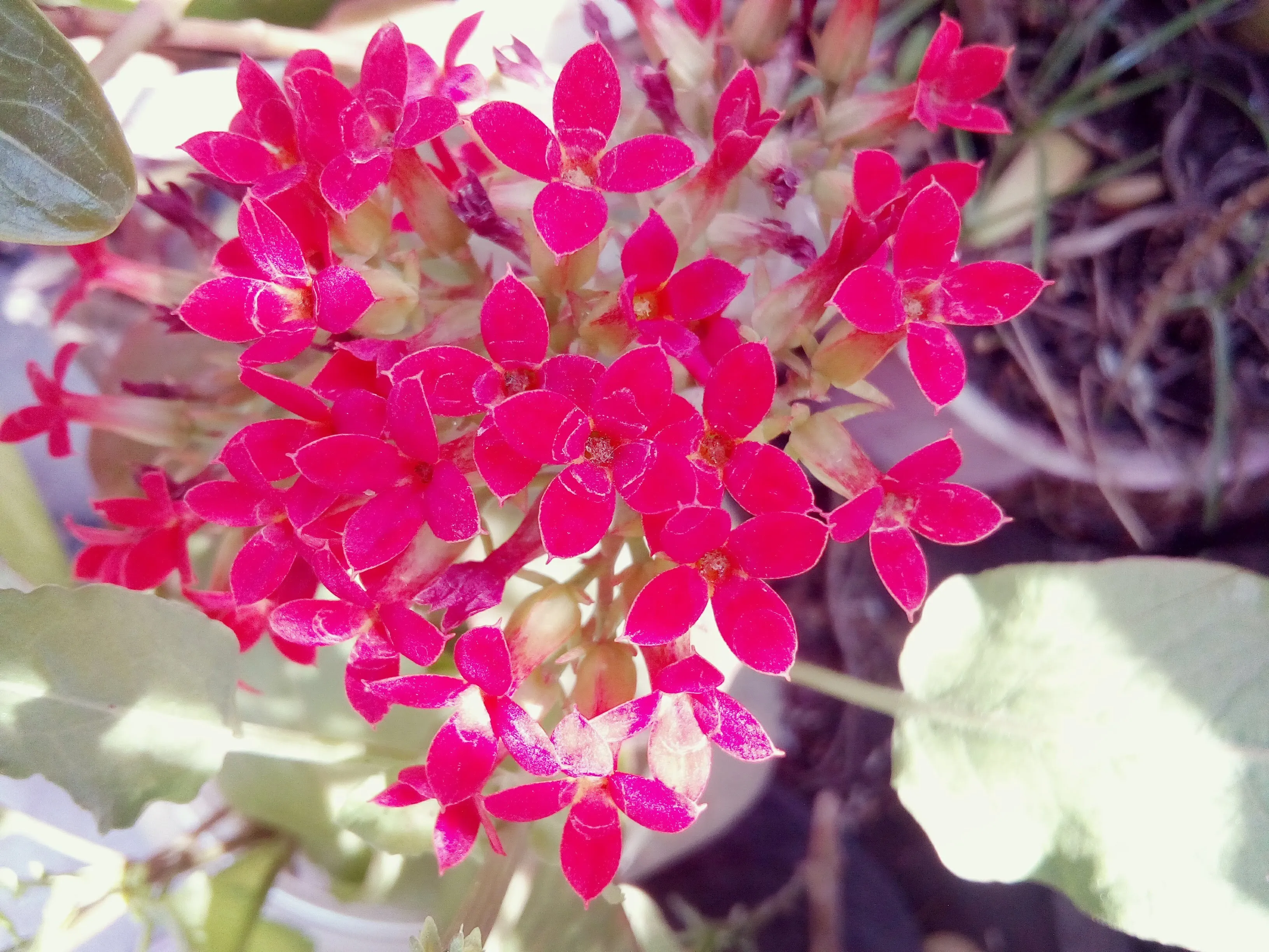 Flowers - The Divine Creatures