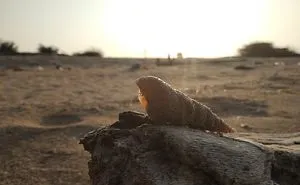 The Snail That Doesn't Want To See Me