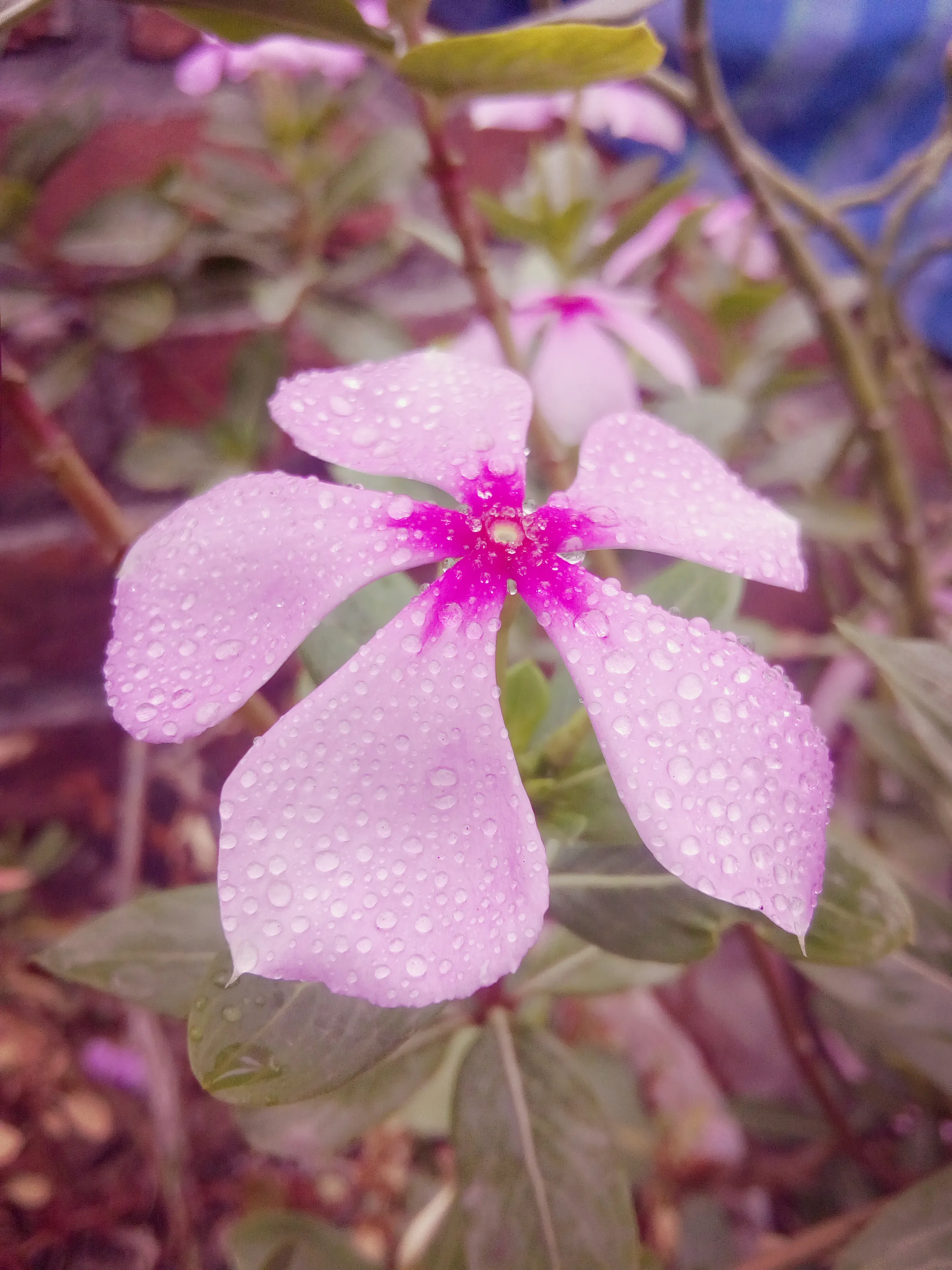 Dew Drops