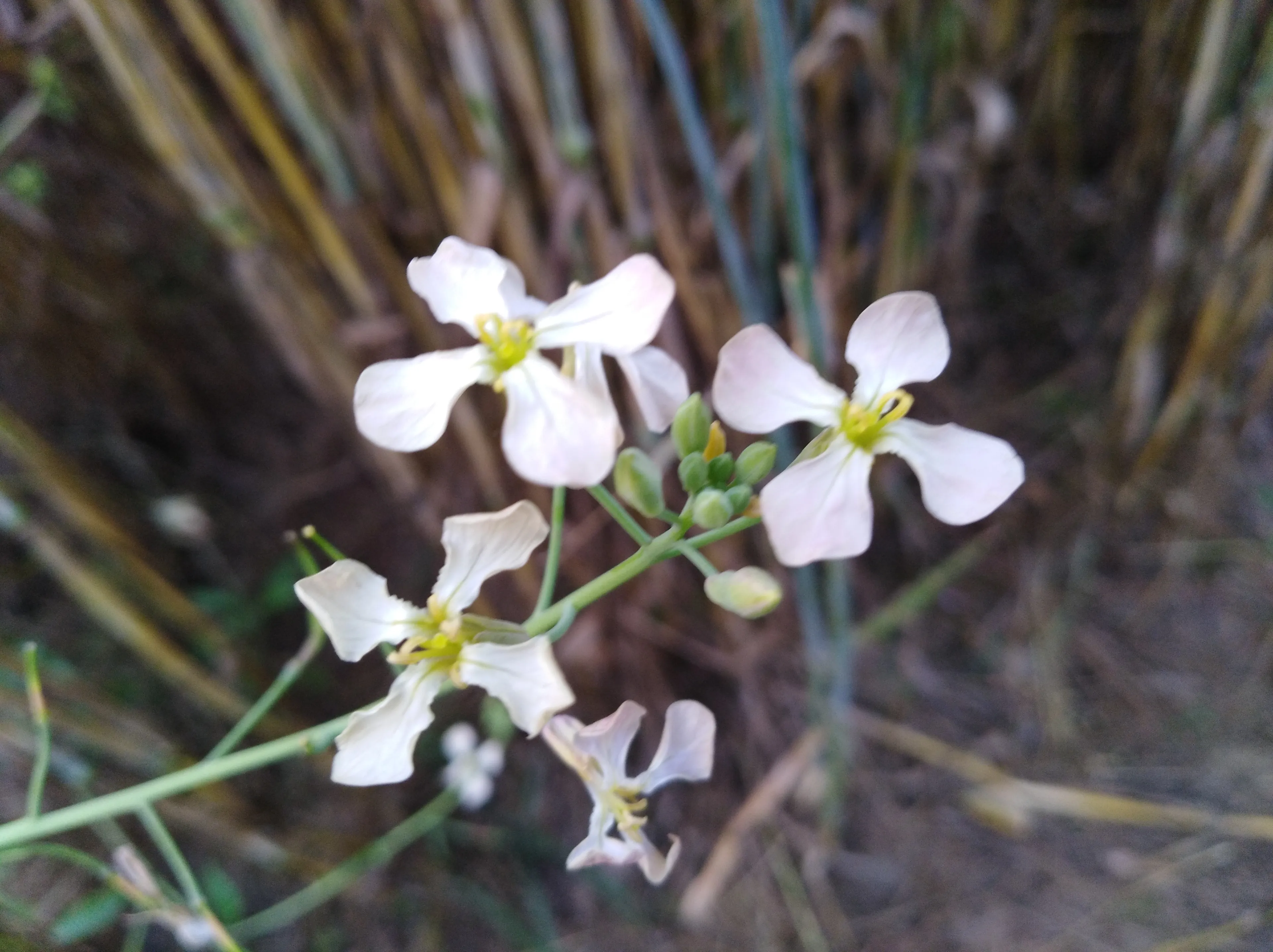 It's My Little Photography
