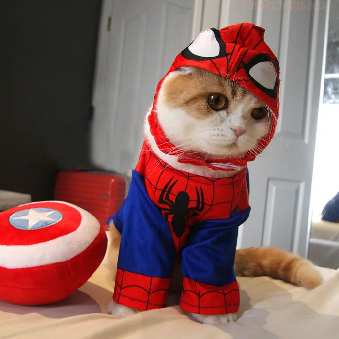 Spider Meown