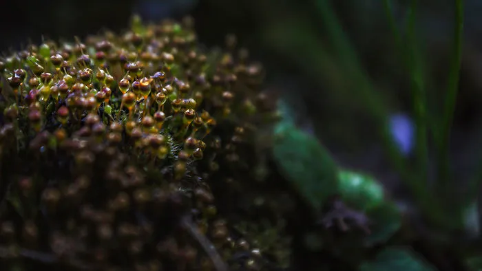 My Photography Mini Series About Little Details In Nature