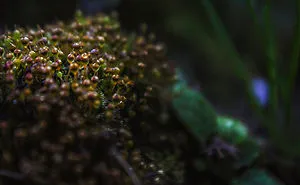 My Photography Mini Series About Little Details In Nature