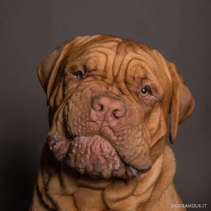 We Capture The Emotions Dogs Express With Their Faces (24 Pics)