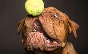 We Capture The Emotions Dogs Express With Their Faces (24 Pics)