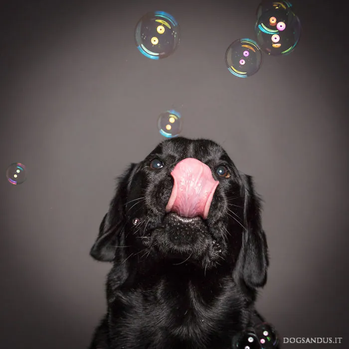 We Capture The Emotions Dogs Express With Their Faces (24 Pics)