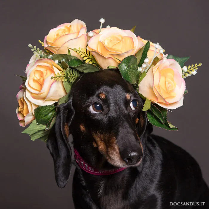 We Capture The Emotions Dogs Express With Their Faces (24 Pics)