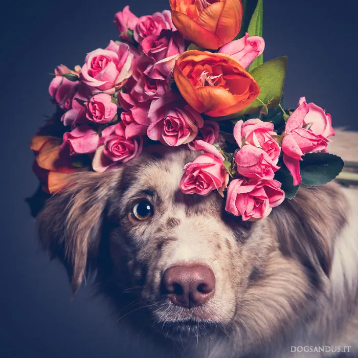 We Capture The Emotions Dogs Express With Their Faces (24 Pics)