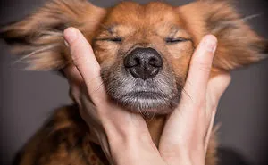 We Capture The Emotions Dogs Express With Their Faces (24 Pics)