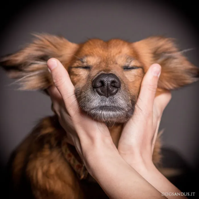 We Capture The Emotions Dogs Express With Their Faces (24 Pics)