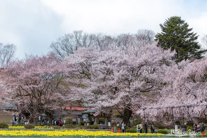 Japan's Oldest Cherry Tree