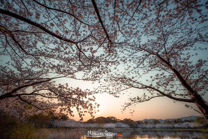 Japan's Oldest Cherry Tree