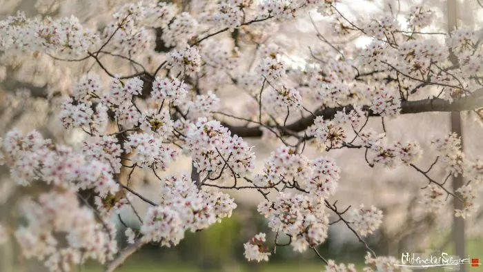 Japan's Oldest Cherry Tree