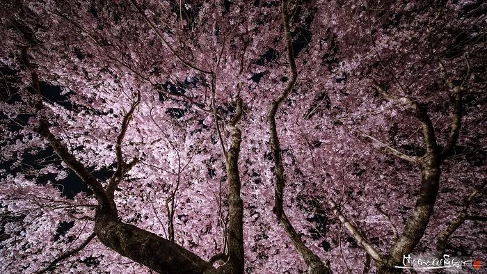 Japan's Oldest Cherry Tree