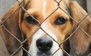 Over 100 Beagle Dogs Rescued From Michigan Democrats Bankrupt Company