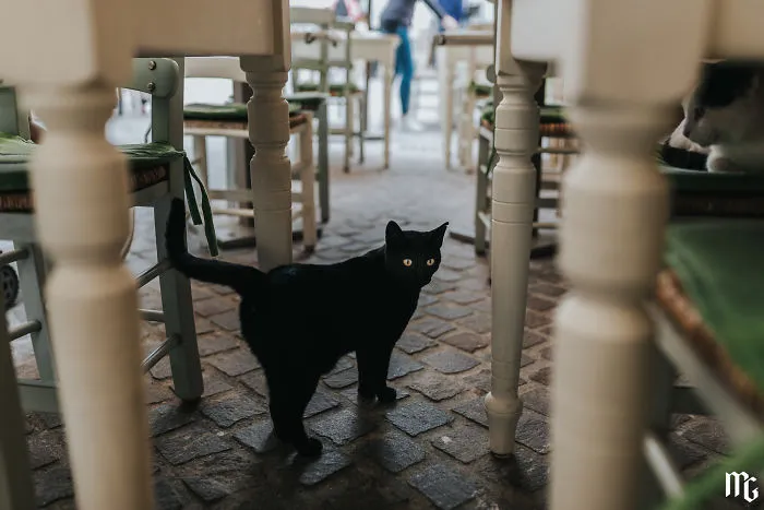 This Little Guy Is So Purrrfect!