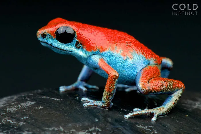 Strawberry Poison Frog