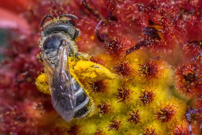 I Capture Bees In My Macro Photos