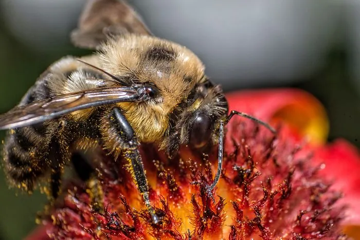 I Capture Bees In My Macro Photos