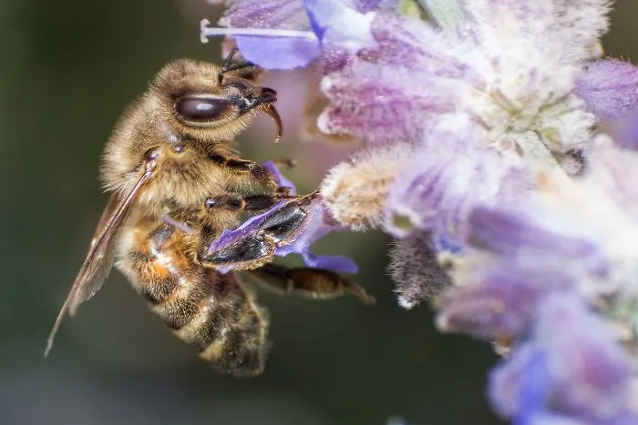 I Capture Bees In My Macro Photos