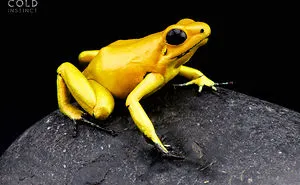 22 Pics Of The Most Flamboyant And Dangerous Creatures Taken By Dutch Photographer