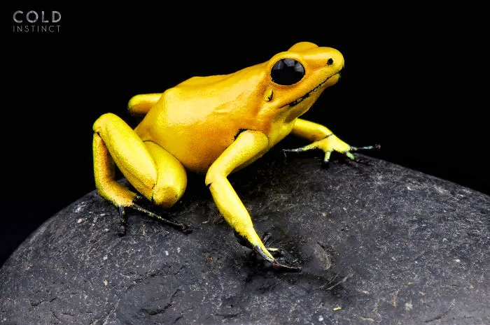 Golden Poison Frog