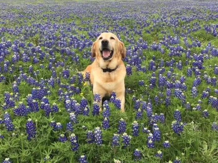The Texas Bluebonnet Challenge Is Going Viral And Here Are The 30 Best Photos From Police Officers So Far