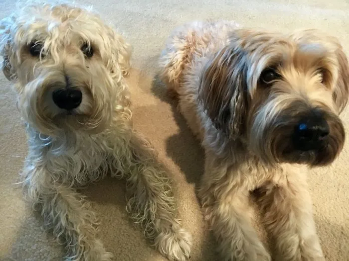 Soft Coated Wheaten Terrier, A Wonderful Dog For Children!