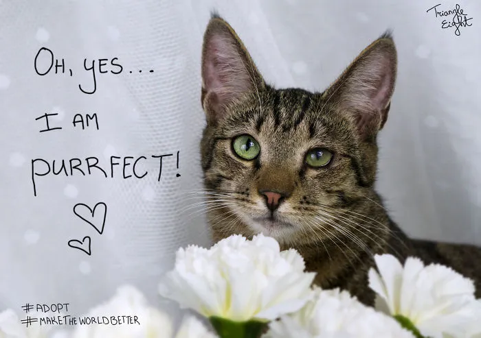 I Make Live Photos Of Homeless Cats To Help Them Find Home And Share Their Feelings With Us