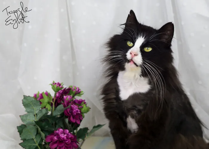 I Make Live Photos Of Homeless Cats To Help Them Find Home And Share Their Feelings With Us