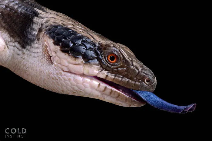 Western Blue-Tongued Skink