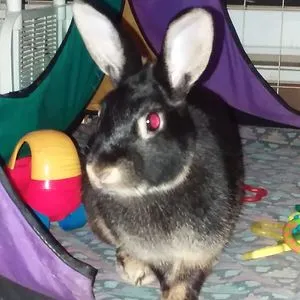 Turbo the Great and Terrible