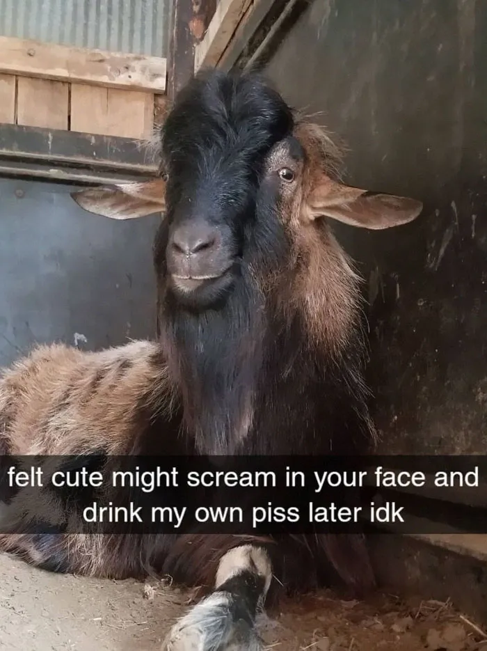 30 Hilarious Responses To #FeelingCute Challenge