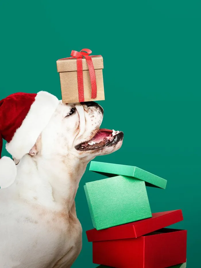 "I Found This Cute Little Pup With Custom Gift Boxes.love Me Please!!"