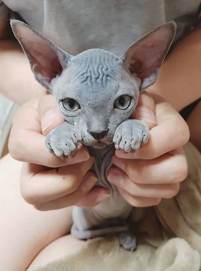 This Super Cute Sphynx Kitten
