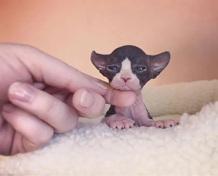 So Tiny, So Cute Sphynx Cat 