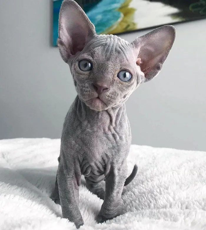 Baby Blue - Cute Sphynx Cat