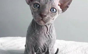 30 Adorable Sphynx Kittens to Make You Absolutely Obsessed With Them