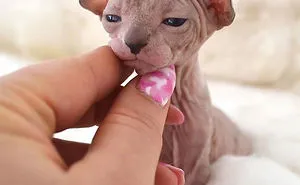 30 Adorable Sphynx Kittens to Make You Absolutely Obsessed With Them