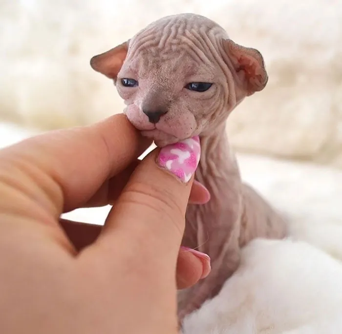 The Teeniest of the Teeny Tiny